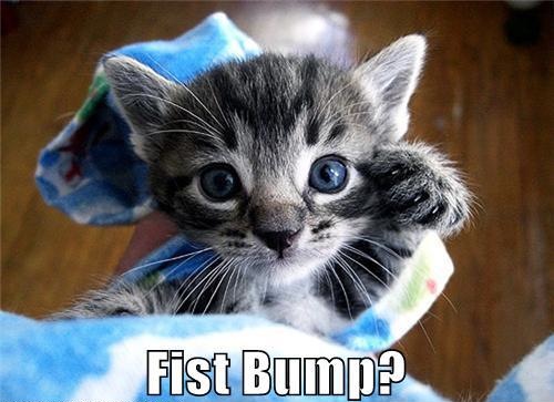 cat-fist-bump